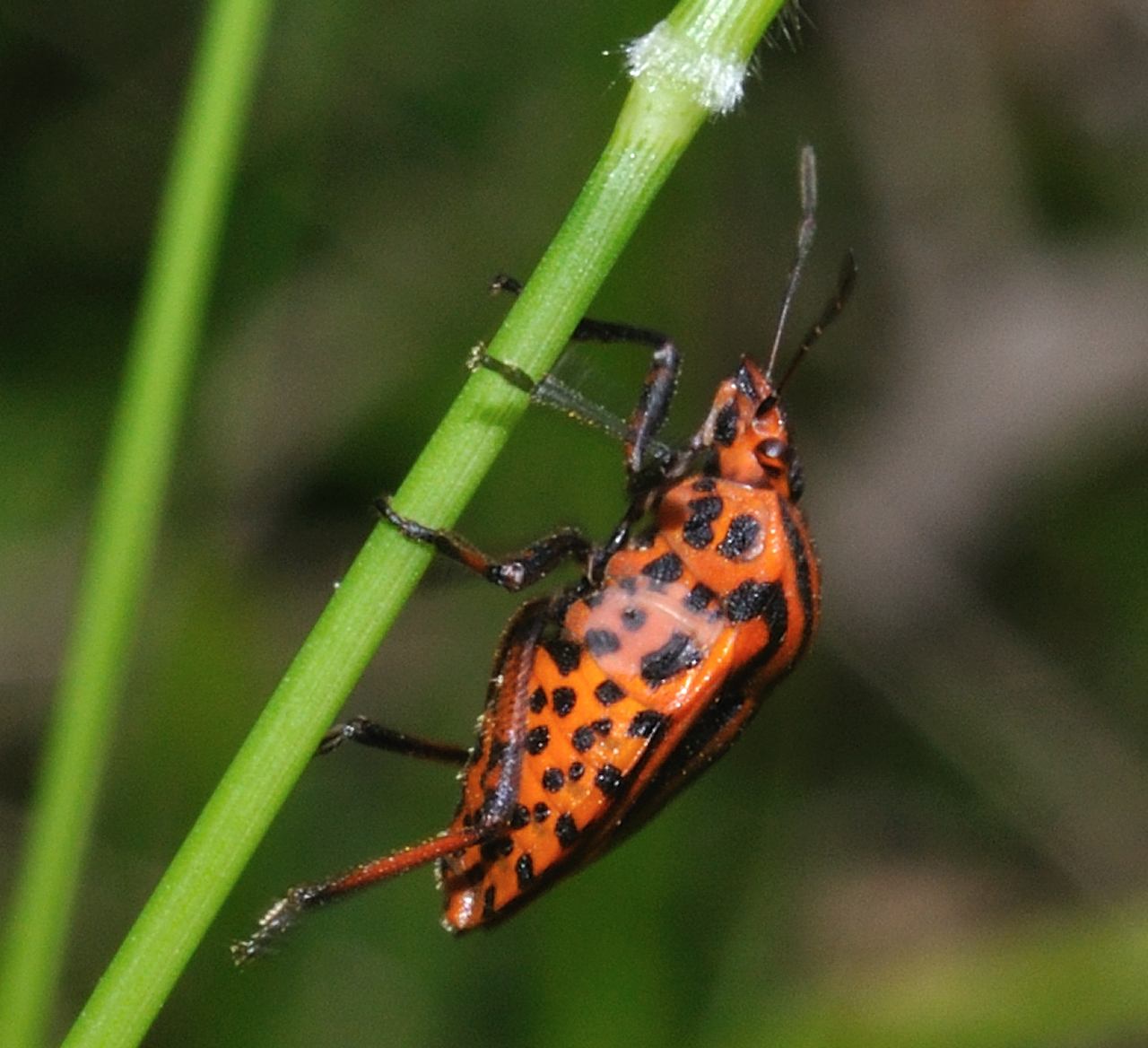 Pentatomidae: Graphosoma lineatum italicum, di Roma dint.